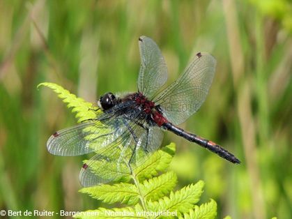 Northern White-faced Darter ♂