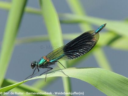 Banded Demoiselle ♂