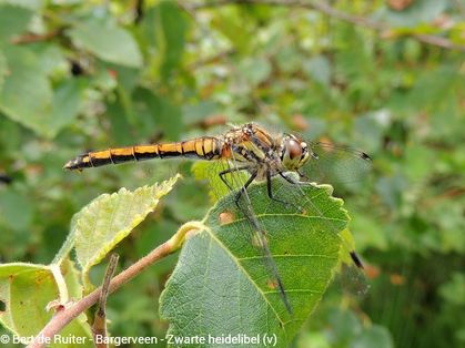 Black Darter ♀