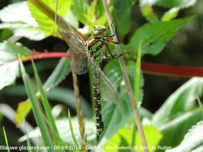 Blue Hawker