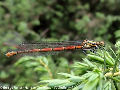 Large Red Damselfly ♂