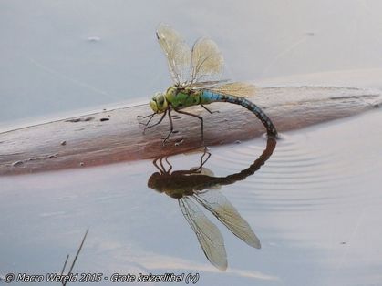 Blue Emperor ♀