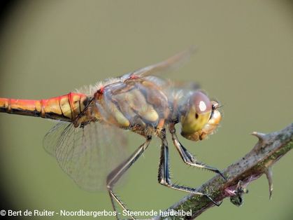 Moustached Darter ♂