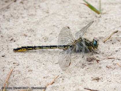 Western Clubtail