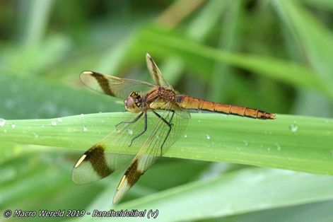 Banded Darter ♀