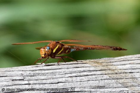 Brown Hawker ♀