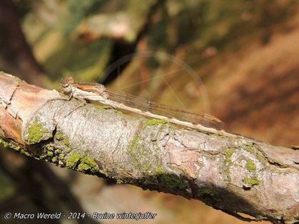 Winter Damselfly