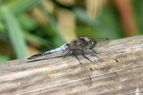 Black-tailed Skimmer ♂
