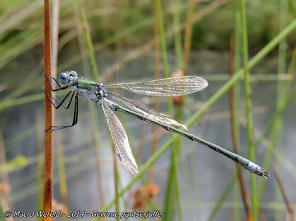 Common Spreadwing