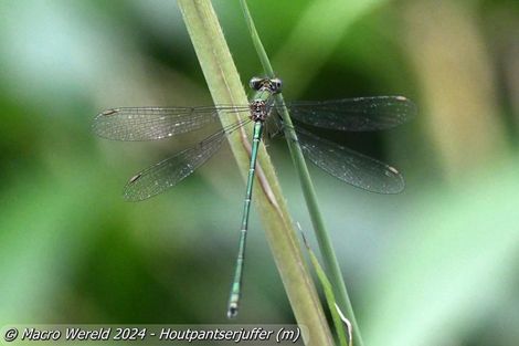 Houtpantserjuffer ♂