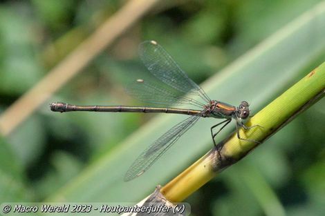 Houtpantserjuffer ♀
