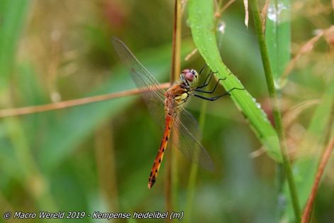 Marshland Darter ♂