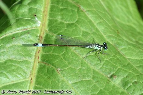Lantaarntje ♂