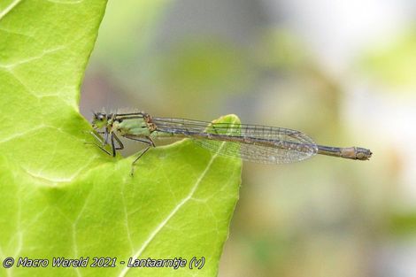 Lantaarntje ♀