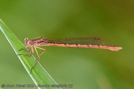 Siberean Winter Damsel ♀