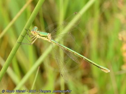 Small Spreadwing ♀