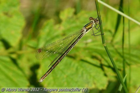 Tengere pantserjuffer ♀