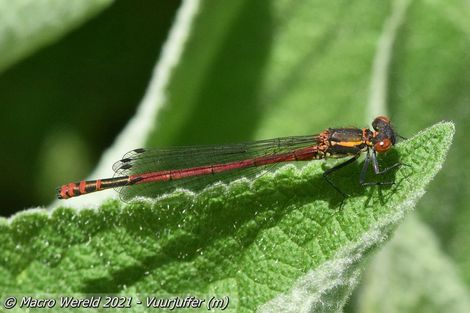 Vuurjuffer ♂