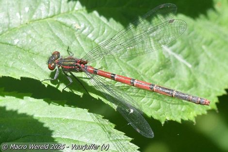 Vuurjuffer ♀