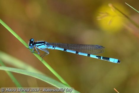 Watersnuffel ♂