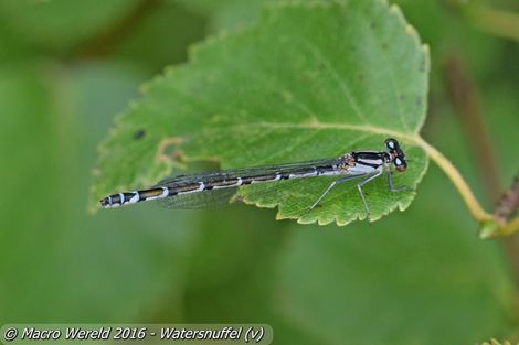 Watersnuffel ♀