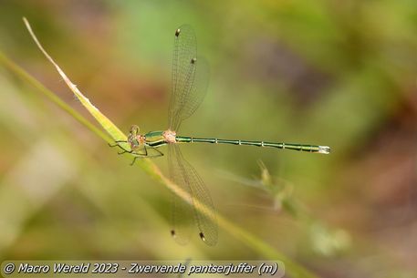 Zwervende pantserjuffer ♂