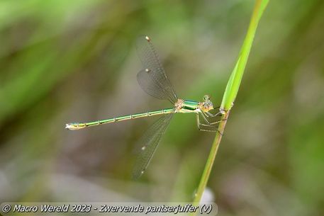Zwervende pantserjuffer ♀