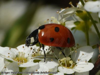 Seven-spot Ladybird