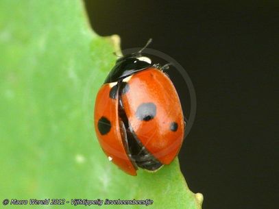 5-spot Ladybird