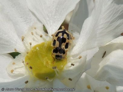 14-spot Ladybird