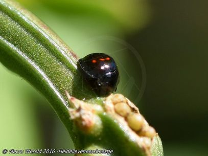 Heather ladybird