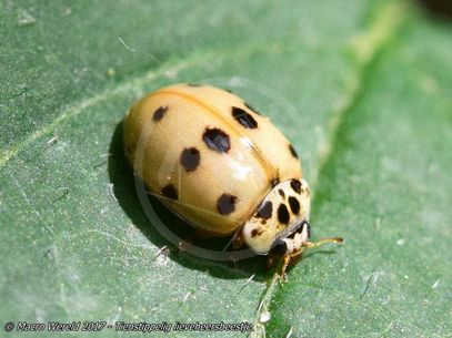 10-spot Ladybird