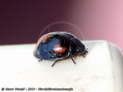 Pine ladybird
