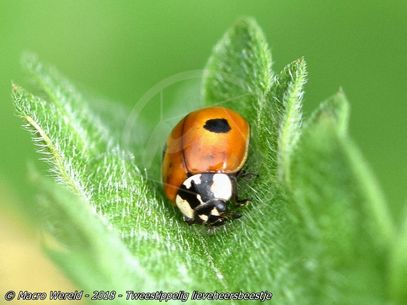 2-spot Ladybird