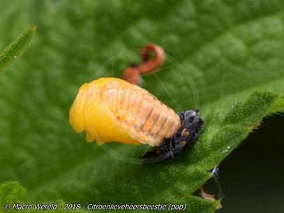 Ladybird (cocon/pop)
