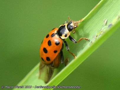 13-spot Ladybird