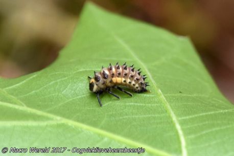 Eyed ladybird (Larva)