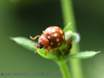 Cream-spot ladybird