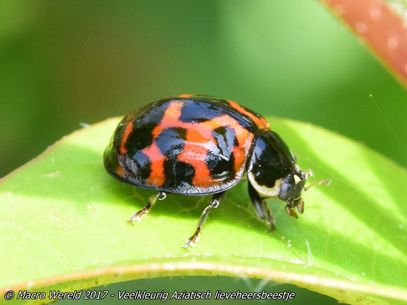 Multicolored Asian Lady Beetle