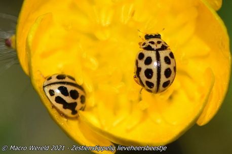 16-spot ladybird