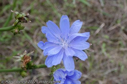 Wilde cichorei