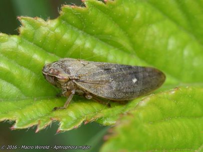 Aphrophora major