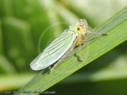 Groene rietcicade