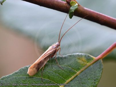 Limnephilus decipiens