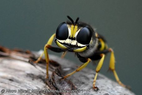 Blokhoofdwesp