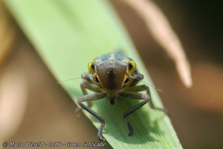 Groene rietcicade