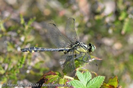 Beekrombout ♂