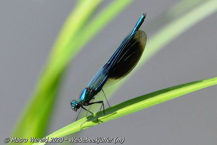 Weidebeekjuffer ♂