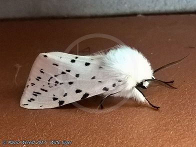 Witte tijger