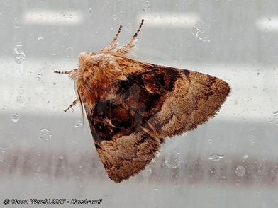 Hazelaaruil *
